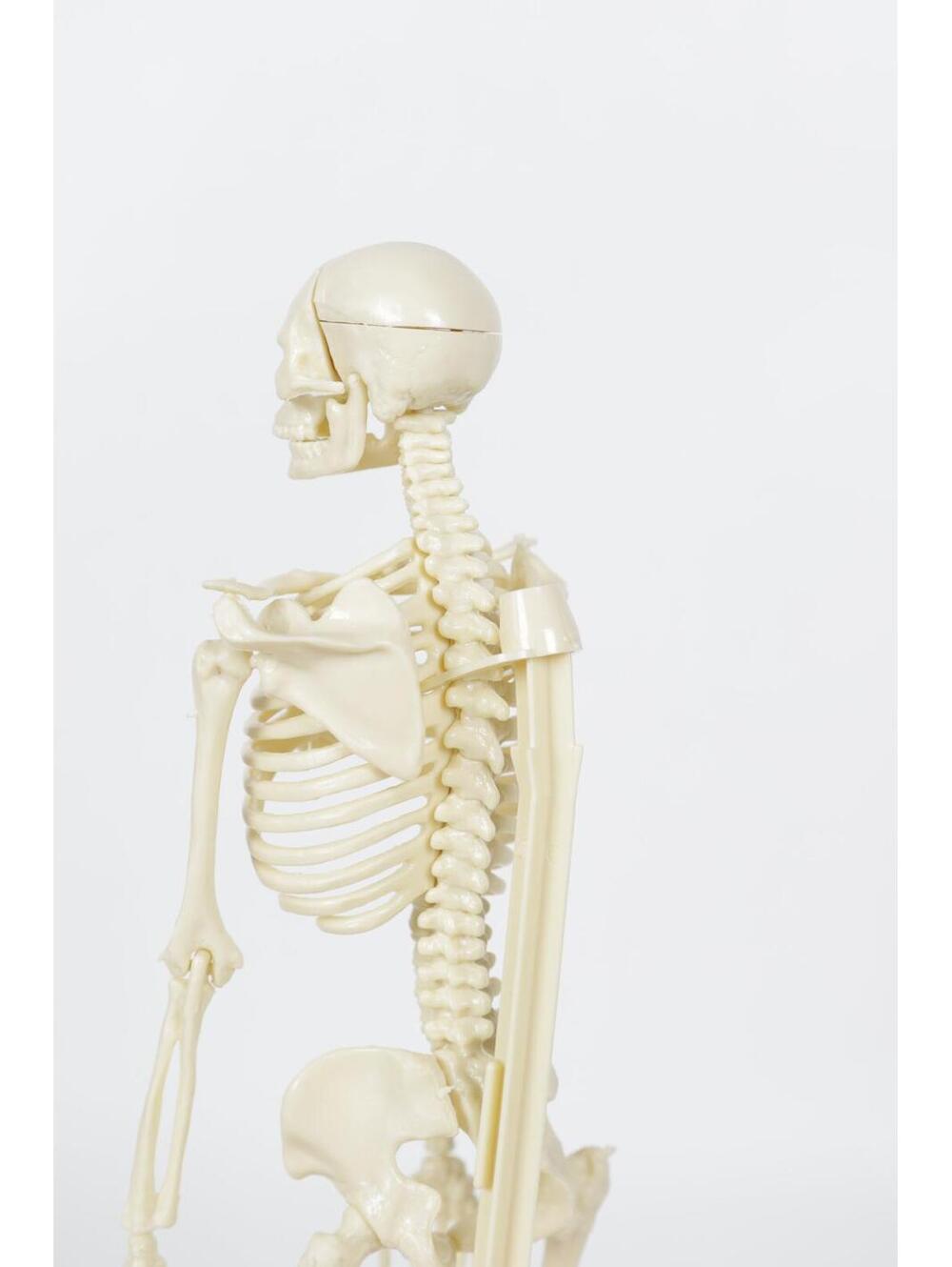 1991' Human Skeleton Model - Picture 2 of 4